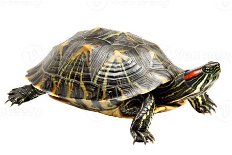 Image result for Pyramiding Red Eared Slider Turtle Shell