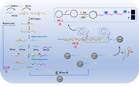 Afbeeldingsresultaten voor What Is a Multiplex Signal