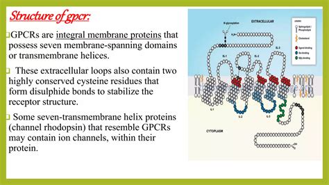 Afbeeldingsresultaten voor What Is a G Protein-Coupled Receptor