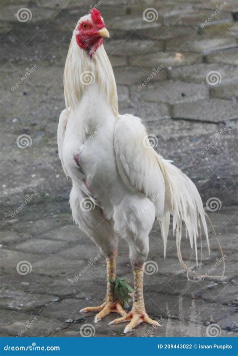 Image result for White Java Chicken