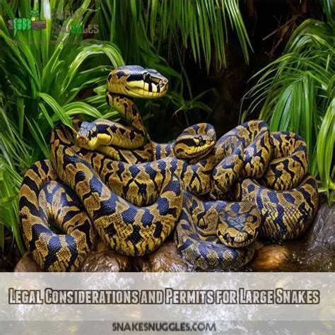 Image result for Big Pet Snakes