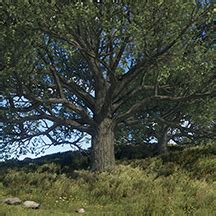 Image result for Rust Game Tree-Cutting Sound
