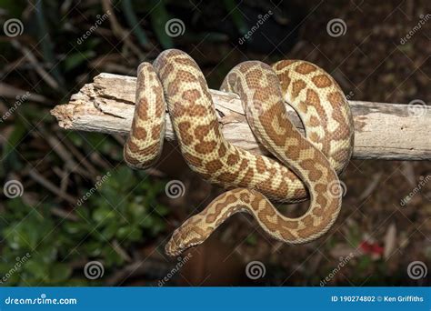 Image result for Stimson's Python