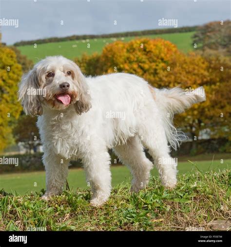 Image result for Cockerpoo