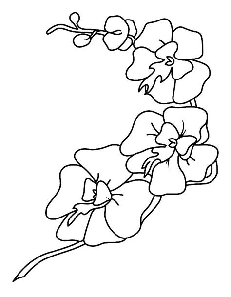 Image result for Orchid Flower Coloring Pages