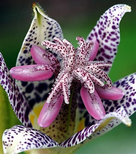 Rarest Flower Types に対する画像結果