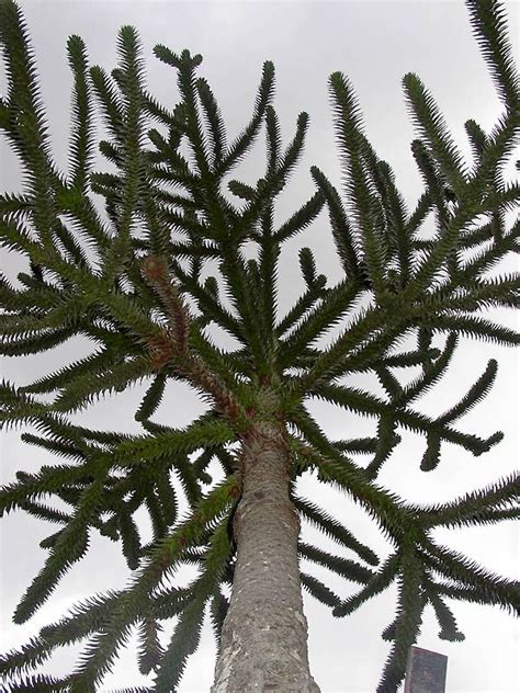 Image result for Monkey Tree Song