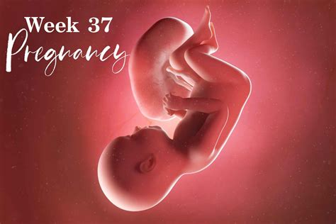 Image result for 37 Week Pregnancy Chart