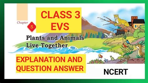 Image result for 3rd Class EVS