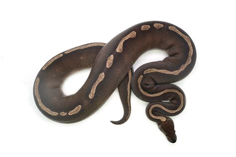 Image result for Ball Python Sable