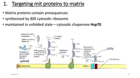 Image result for Peroxisome and Mitochondria