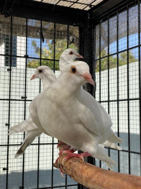Image result for Dove Aviary