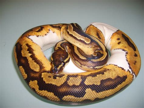 Image result for Pet White Python