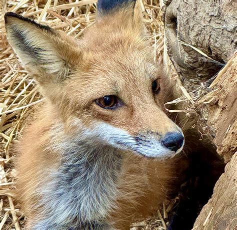 Toradh íomhá ar Manitoban Elk Canada