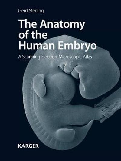 Image result for Human Embryo Electron Microscope
