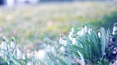 Image result for Spring Wallpaper Simple