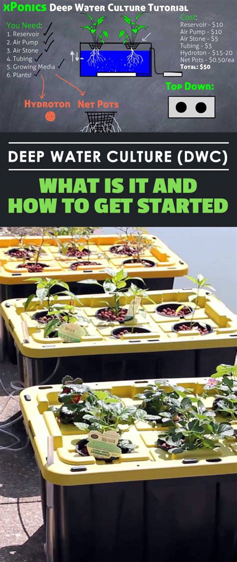 Image result for Labbeled Image of Deep Water Culture