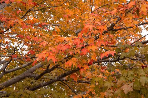 Image result for Trees with Fall Color