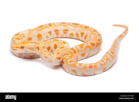 Image result for Orange and White Python