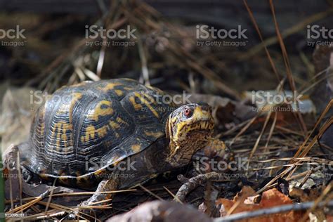 Résultat d’images pour Box Turtle Side View