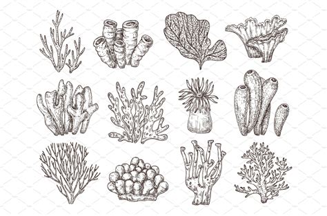 Image result for Coral Drawing Tutorial