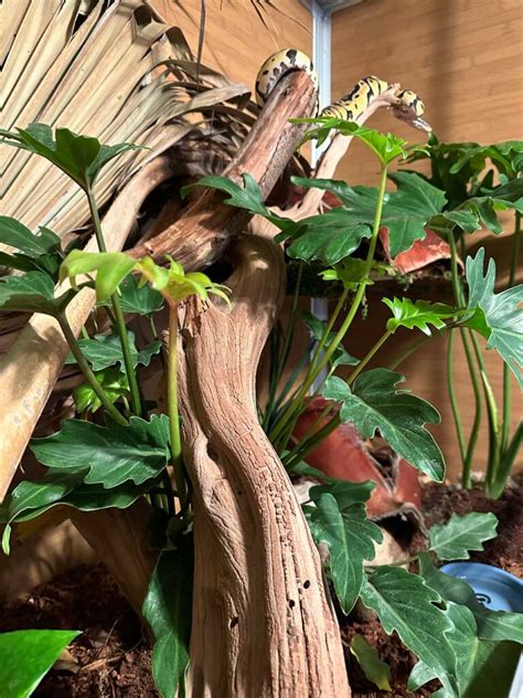 Image result for How to Hold a Ball Python