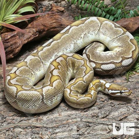 Toradh íomhá ar Axanthic Pewter Ball Python