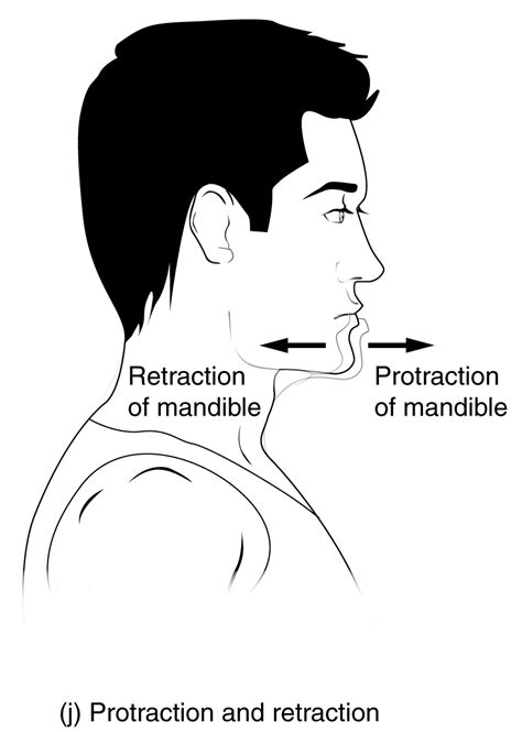 Image result for Protraction