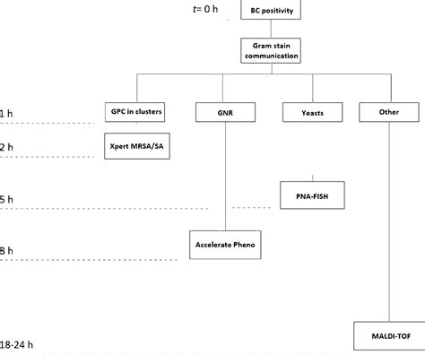 Image result for Gram-positive Algorithm