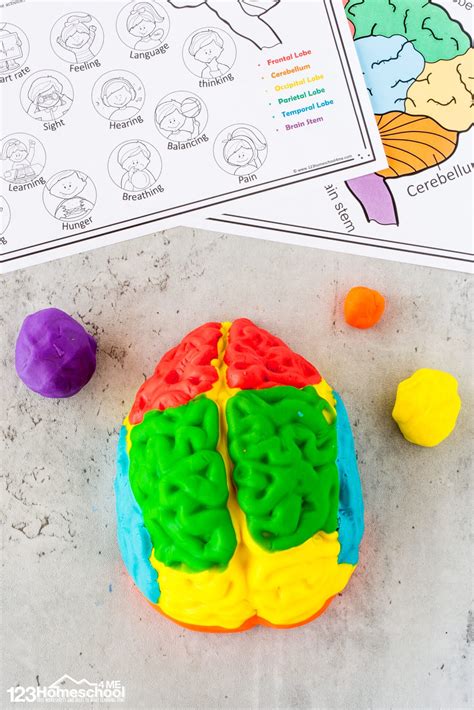 Image result for Human Body Science Project