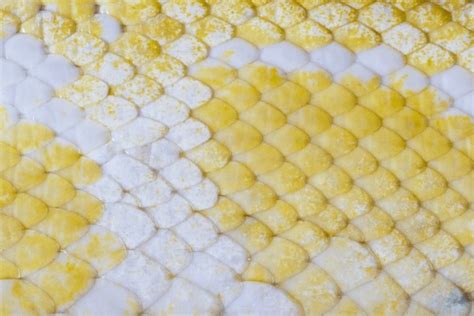 Bildergebnis für Golden Python Mouth Open