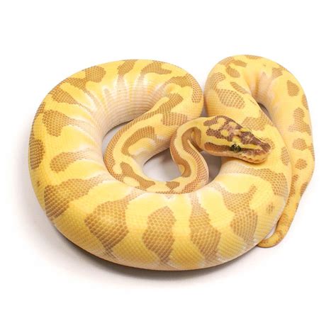 Toradh íomhá ar Super Enchi Ball Python