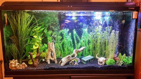 Toradh íomhá ar Clean a Used 75Gl Fish Tank