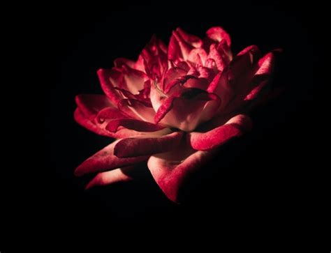 Image result for Ruby Skin Color