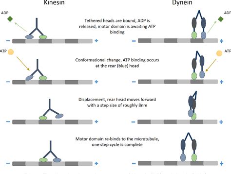 Image result for Kinesin and Dynein Direction