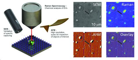 Toradh íomhá ar Raman Spectrometer Atomic Force Microscope