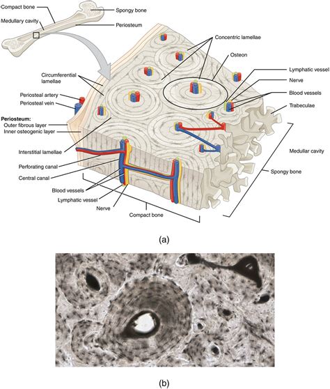 Image result for Compact Bone Structure and Function