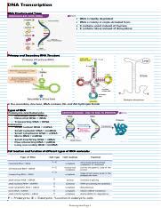 Image result for RNA Transcript