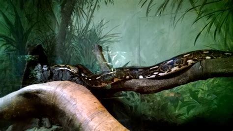 Image result for Reticulated Python Zoo Exhibit
