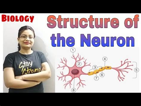 Image result for Neuron Structure CBSE 10 Class