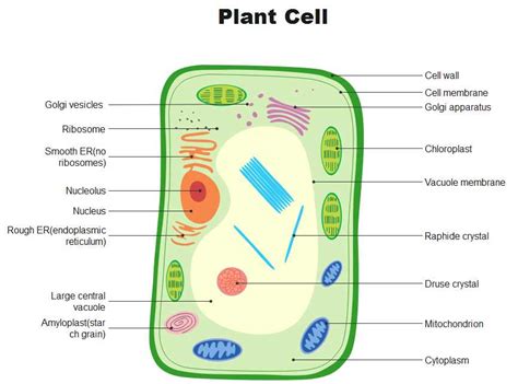 Afbeeldingsresultaten voor Basic Plant Cell Structure