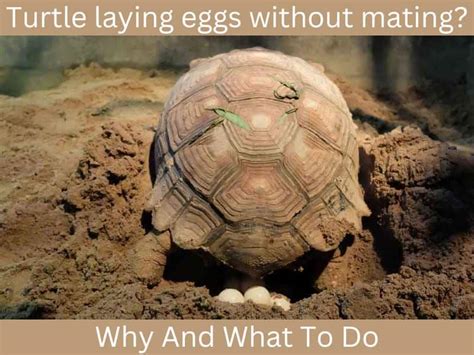 Image result for Turtle Shell Problems Pictures