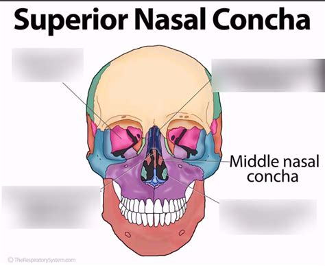 تصویر کا نتیجہ برائے Inferior Nasal Concha