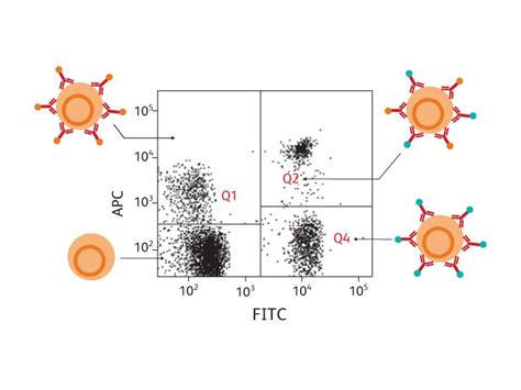 Afbeeldingsresultaten voor Multicolor Flow Cytometry
