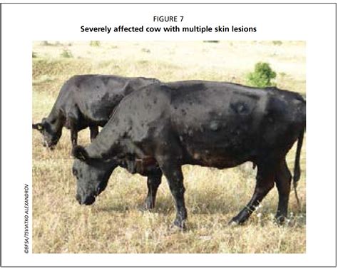 Image result for Lumpy Money