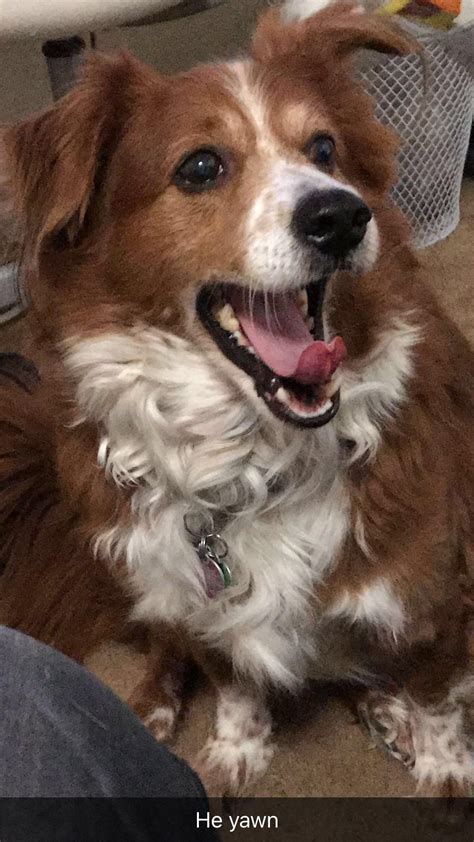 Image result for Corgi Collie