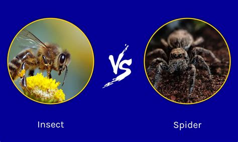 Image result for Insect Spider Comparison