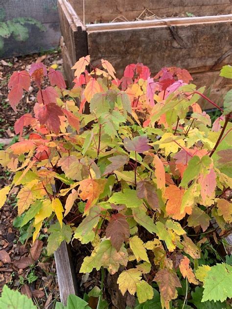 Silver Maple Root System に対する画像結果
