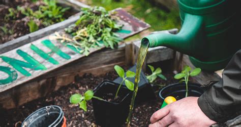 Does Compost Have Humic Acid के लिए छवि परिणाम