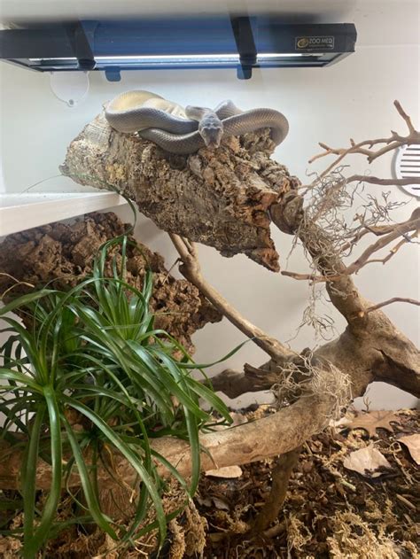 Image result for Scrub Python Enclosure